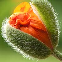 sich öffnende Mohnblüte, © Fotolia