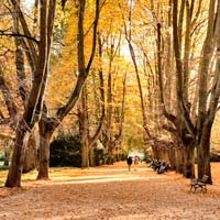 Rombergpark, © Stefan Komarek